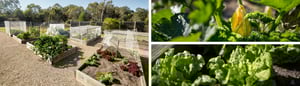 FillWyIxMTUwIiwiMzMwIl0-Blog-Winter-Garden.png